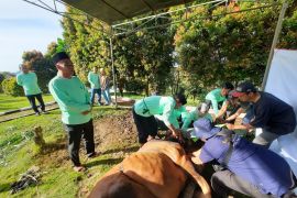 PGE Ulubelu salurkan 39 hewan kurban untuk masyarakat Tanggamus