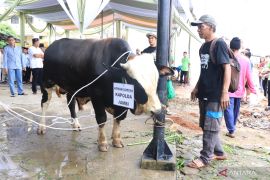 Kapolda Jambi serahkan hewan qurban