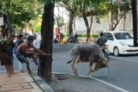 Panitia diminta pastikan tali pengaman hewan kurban dalam keadaan baik