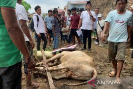 Kurban RKBN, relawan Bobby Nasution: jangan pernah lelah bantu rakyat