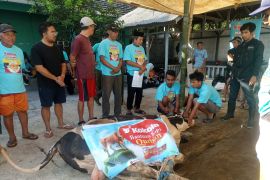Biskuit Kokola ikut salurkan hewan kurban