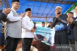 Pj Wali Kota Pangkalpinang serahkan sapi kurban dari Presiden Prabowo