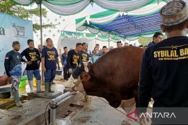 Pj Wali Kota Pangkalpinang: Presiden Prabowo dorong Babel intensifkan ternak sapi
