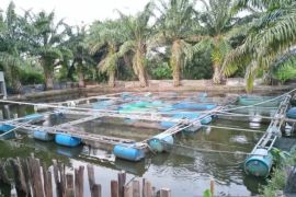 Produksi ikan di Batang Hari alami penurunan
