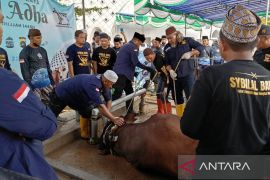 DPKP Babel pastikan daging hewan kurban sehat