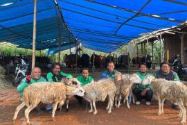 Grab bagikan ratusan ekor kambing ke mitra pengemudi di Idul Adha