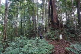 Kemenhut umumkan dua spesies baru Begonia ditemukan di Kalimantan