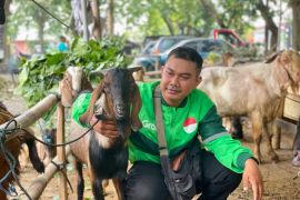 Grab bagikan ratusan kambing kurban kepada mitra pengemudi