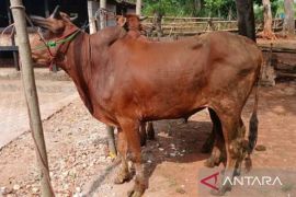 Pemkab Bangkalan dukung pengembangan ekonomi peternakan