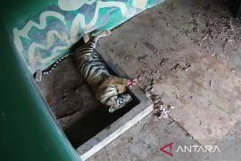 Harimau Sumatera terkena jerat akhir mati setelah sempat dirawat