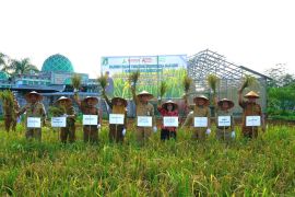 Demplot padi teknologi salibu Dinas TPH Kalbar hasilkan di atas 3 ton per hektare