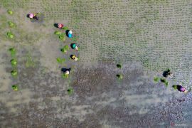 Nilai tukar petani Mei 2025 menurun