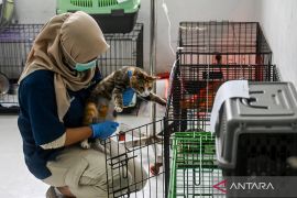 Pramono minta Dinas KPKP tambah Puskeswan