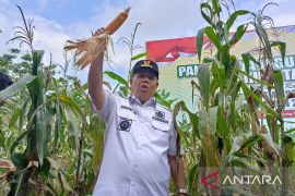 Babel kembangkan jagung untuk kebutuhan pakan ternak