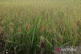 DPKP Babel fokuskan peningkatan produksi padi petani Bangka Selatan