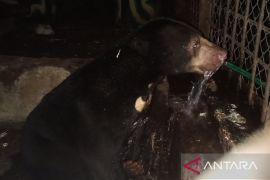 BKSDA Jambi rawat Beruang Madu korban jerat babi