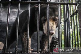Beruang madu serang pekerja sawit di Kalimantan Tengah