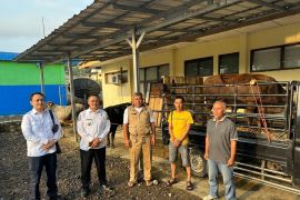 BCE berikan 3 sapi ke warga Jampangtengah Sukabumi