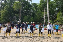 PT Timah tanam ribuan mangrove di Pantai Tanjung Labun