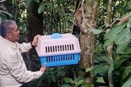 BKSDA Jambi melepas liarkan dua ekor kukang ke Cagar Alam Durian Luncuk