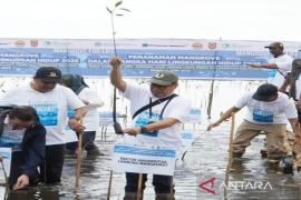 ULM berperan aktif pada konservasi mangrove