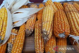 Bulog Bangka siap beli hasil panen jagung petani