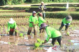 Pemkab Kuningan catat produksi padi panen pertama mencapai 171 ribu ton