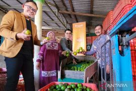 Pengepul buah di Banyuwangi sukses raup omzet Rp40 juta per minggu