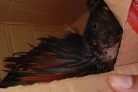 BKSDA Maluku amankan dua satwa dilindungi di Pelabuhan Yos Sudarso Ambon