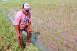 5.000 hektare sawah di Lebak dialiri air dari 40 irigasi