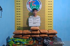 Polres Pasaman ringkus pengedar narkotika dan sita  11 paket ganja