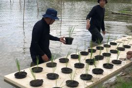 Dinas Pertanian Sumsel uji coba budi daya padi apung, gunakan lahan 9 hektare di JSC