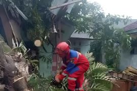 Angin kencang, pohon tumbang timpa rumah warga di Tangerang