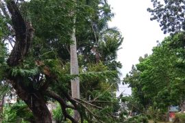 12 pohon tumbang imbas angin kencang di Bandarlampung