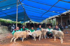 Ratusan ekor kambing dibagikan ke mitra pengemudi Grab