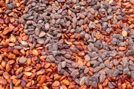 Petani Lebak kembangkan perkebunan kakao untuk penuhi pasar