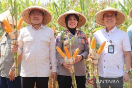 Kementan pastikan tidak impor jagung pakan ternak pada 2025