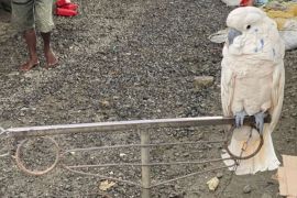 BKSDA Maluku amankan satu ekor burung kakaktua maluku dari upaya peredaran ilegal