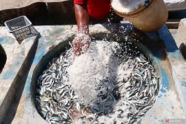 Industri pengolahan ikan asin kesulitan bahan baku