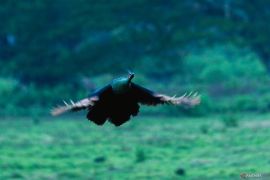 Savana Sadengan habitat satwa liar