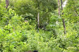 Satreskrim Polres Humbahas tahan tersangka perusak dan pencuri hasil hutan lindung Pakkat