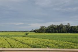 Dinas KPTPH Lampung antisipasi kemarau melalui irigasi pompa