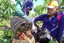 Lampung perkuat ekspor kopi dan kakao lewat hilirisasi