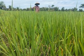 15 hektar sawah petani Abdya terancam gagal panen akibat padi mendadak mati