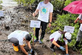 PLN UP3 Tahuna tanam mangrove komitmen jaga lingkungan di kepulauan