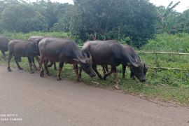 Disnakeswan Lebak tingkatkan ternak kerbau melalui inseminasi buatan