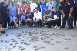 Bupati dan pegiat lingkungan di Polewali Mandar lepas ratusan tukik ke laut