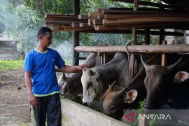 RAPP Kembangkan Peternakan Rakyat Lewat Program Mitra Bina di Kampar