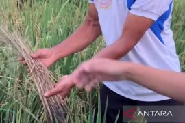 Pemkab Cianjur bersama Kementan membantu petani yang gagal panen