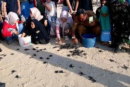 Komunitas di Anambas lepas liar 1.100 tukik hijau ke perairan